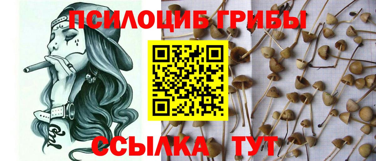 Галлюциногенные грибы Magic Shrooms  Вход с VPN  Галлюциногенные грибы MAGIC MUSHROOMS  сколько стоит  Тулун 